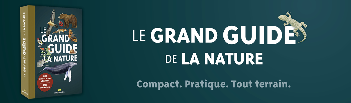 Grand guide