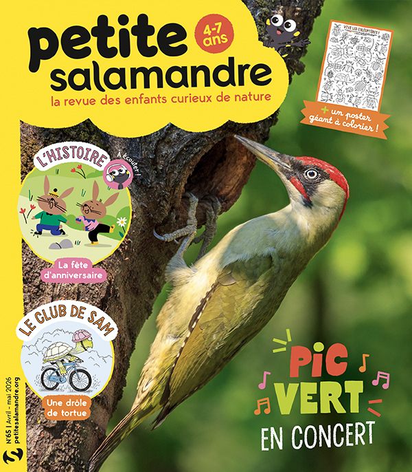 Pic vert en concert (n°65)