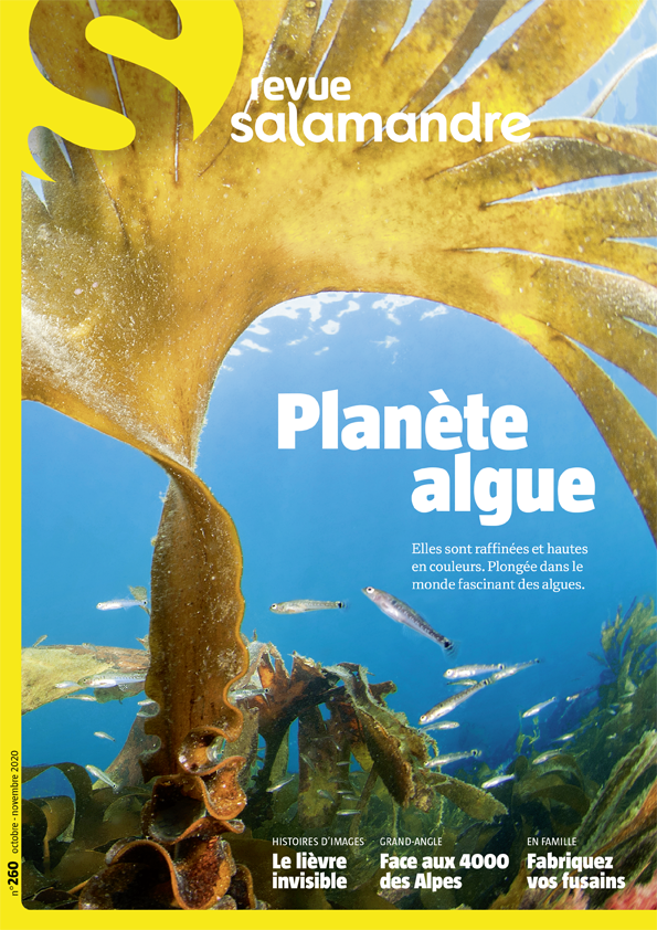 Planète algue (N°260)