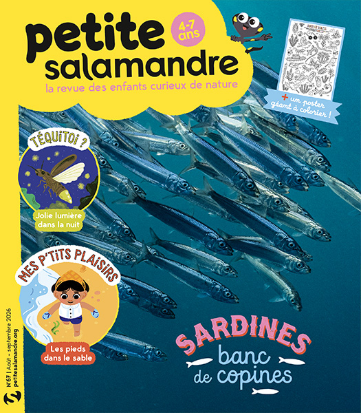 Sardine (n°67)
