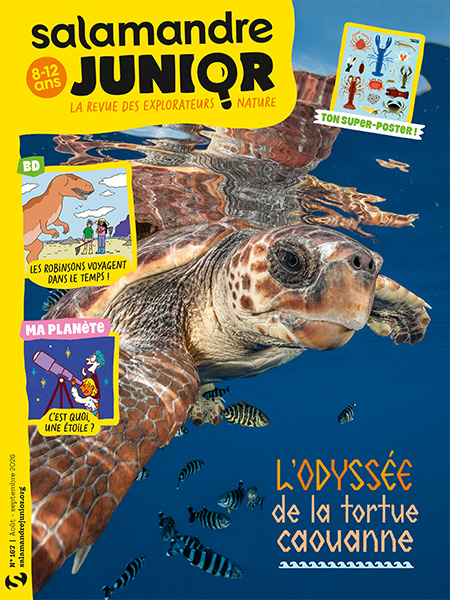 Tortue caouanne (n°166)