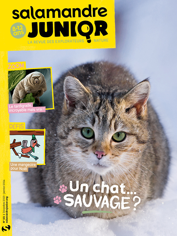 Un chat… sauvage ? (n°151)