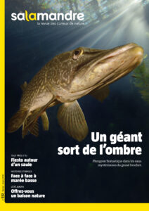 Un géant sort de l'ombre (n°232)