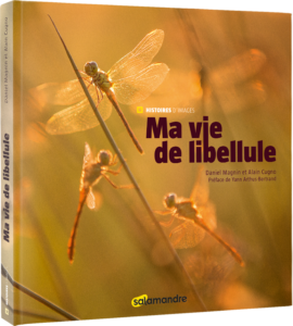 Ma vie de libellule