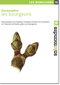 Miniguide 10 : Les bourgeons