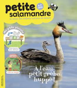 À l'eau, petit grèbe huppé ! (n° 18)