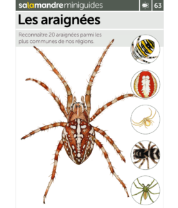Miniguide 63 : Les araignées