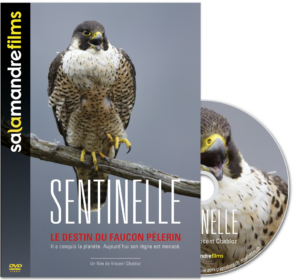 Sentinelle (DVD)