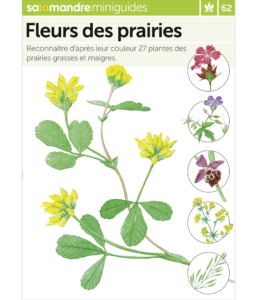 Miniguide 62 : Fleurs des prairies