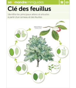 Miniguide 69 : Clé des feuillus