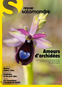 Amour d'orchidées (n°287)