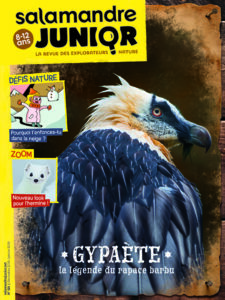 Gypaète, la légende du rapace barbu (n°121)