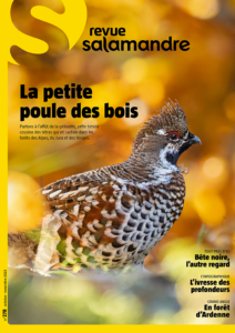 La petite poule des bois (n°278)