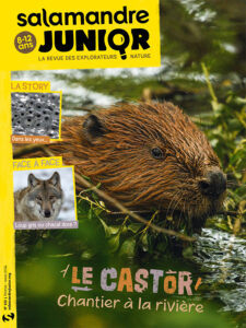 Le castor, chantier à la rivière (n°152)