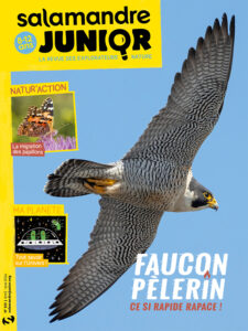 Le faucon pèlerin : ce si rapide rapace ! (n°153)