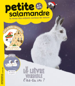 Le lièvre variable, l'as-tu vu ? (n° 27)