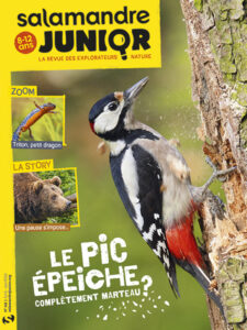 Le pic épeiche, complètement marteau ? (n°141)