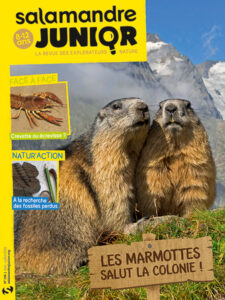 Les marmottes, salut la colonie ! (n°136)
