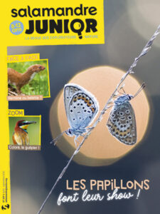 Les papillons font leur show (n°137)