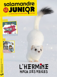 L'hermine, ninja des neiges (n°145)