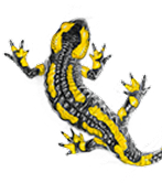 Mascotte