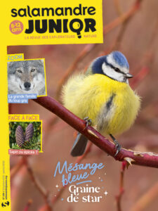 Mésange bleue, graine de star (n°139)