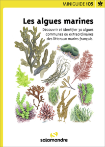 Miniguide 105 : Les algues marines