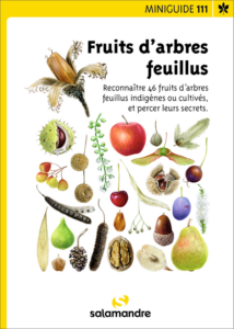 Miniguide 111 : Fruits d'arbres feuillus