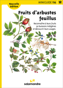 Miniguide 116 : Fruits d'arbustes feuillus