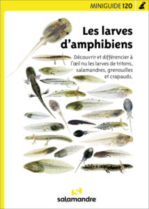Miniguide 120 : Les larves d'amphibiens
