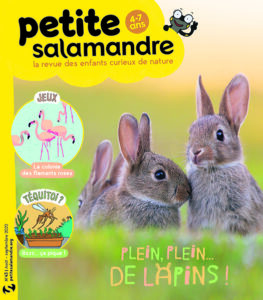 Plein, plein… de lapins ! (n° 43)