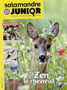 Zen, le chevreuil ? (n°111)