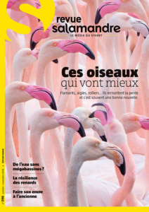 Ces oiseaux qui vont mieux (n°296)
