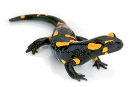Image d'une salamandre