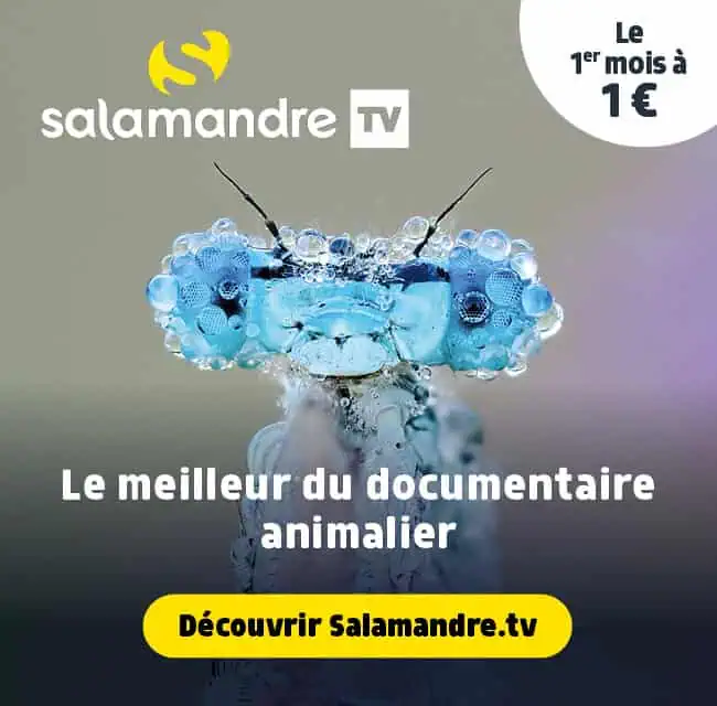 Publicité
